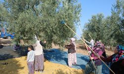 Mudanya'dan bu yıl 4 bin 500 ton zeytin çıktı