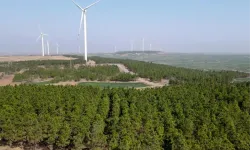 Çin, 2023 yılında ağaçlandırma alanında büyük başarılar elde etti