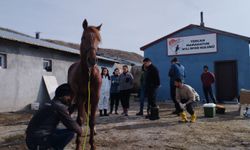 Cirit atları sağlık taramasından geçti