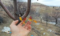 Elazığ’da elma ağacı mevsimleri şaşırdı, kış ayında yaprak verdi