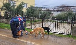 Jandarma sokak hayvanlarının yanında