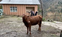 Türkiye-Gürcistan sınırında firari inek alarmı