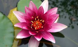 Lotus çiçeğinin kullanım alanları