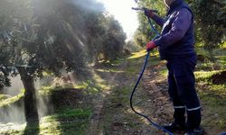 Sarıgöl'de hasadı biten zeytin bahçelerinde ilaçlama başladı