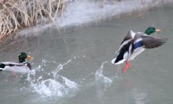 Sibirya’dan göç eden yeşilbaşlı ördekler Bayburt’u sevdi