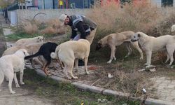 Sokak hayvanlarının can dostu HAYDİ polisleri: Onlarcasını elleriyle beslediler