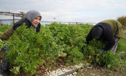 Tıbbı Aromatik Bitkiler Bahçesi’nde ıtır hasadı başladı