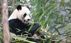 Çin’deki yabani panda sayısı 1900’e yükseldi