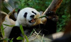 20 yılı aşkın süre sonra ilk kez panda kiralanıyor