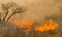 Texas’taki orman yangınlarında 1 kişi hayatını kaybetti