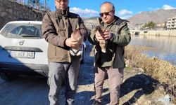 Amasya'da evinde 9 yaban hayvanı bulunan şahsa 55 bin TL ceza
