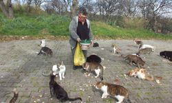 Balıkesir'de emekli hemşire 20 yıldır sokak kedilerini besliyor