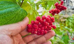 Doğanın şifalı hazinesi: Gilaburu meyvesi ve sağlık faydaları