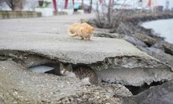 Soğuktan üşüyen kedilere kayalıklar yuva oldu