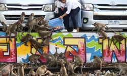 Tayland'da maymun istilası: Hayalet şehre dönüşecek
