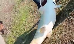 70 kilogram ağırlığında turna balığı yakalandı