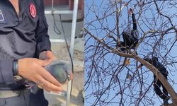 Ağaç dallarına takılan güvercini itfaiye kurtardı