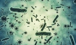 Bağırsaklardaki dost bakteriler: Sağlık üzerindeki etkileyici rolü ve bakteri dengesi