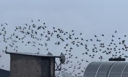 Baharın müjdecisi sığırcık kuşlardan görsel şölen