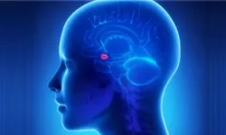 Beyin analitiklerine göre: Amigdala, duygusal içgüdülerimizin gizemli merkezi mi?
