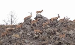 Bingöl’de dağ keçisi sürüsü doğal ortamında görüntülendi
