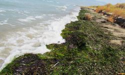 EKODOSD'tan deniz çayırlarını koruma çağrısı