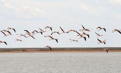 Flamingolar Tuz Gölü'nde