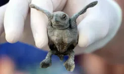 Yuva yapacak deniz kaplumbağaları için önlem alındı; hedef 3 bin 500'den fazla yavru