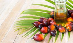 Palm yağının gölgeleri: Sağlık ve çevre için tehlikeli yağın gerçekleri