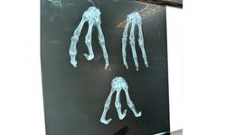 Üç parmaklı uzaylı mumyası bulundu iddiası