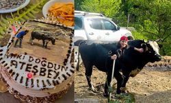 700 kilogramlık boğasının doğum gününü kutladı