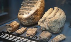 Aralarında mamut fosilinin de yer aldığı 545 milyon yıllık fosiller Samsun’da sergileniyor