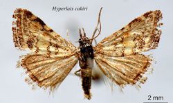 Bitlis Eren ve Batman Üniversiteleri'nden yeni kelebek türü keşfedildi