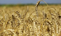 Çiftçiler buğday fiyatlarının açıklanmasını bekliyor