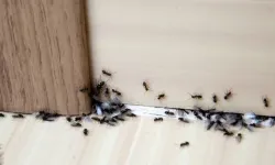 Evin içerisinde artan karıncalardan kurtulma yolları