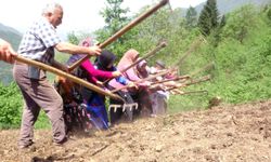 Giresun'un Çanakçı ilçesinde asırlık imece geleneği yaşatılıyor