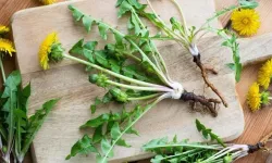 Hindiba bitkisi: Sağlık için faydaları ve kullanım alanları