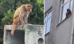 Fatih’te firari maymun ‘Momo’ görenleri şaşırttı
