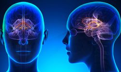 Limbik sistem: Beyinde duyguların merkezi