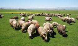 40 bin TL’ye çoban bulunamıyor