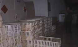 Tavuk hırsızlarına jandarma şoku: Böyle yakalandılar