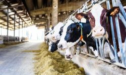 TÜİK: Şubatta süt üretimi düştü
