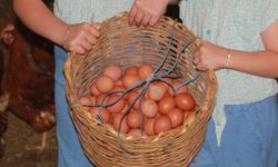 Yumurta üretimi yıllık 40 milyonu aştı