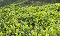 Çay üreticilerine budama çağrısı