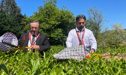 Çaykur Rizespor Teknik Direktörü İlhan Palut çay bahçesine girdi, çay topladı