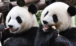 Çin ve ABD arasında panda diplomasisi yeniden başlıyor
