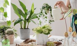 Evde bitki yetiştirirken başarıya giden yol: Dikkat edilmesi gerekenler