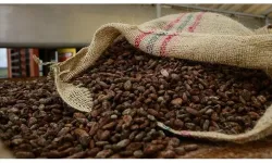 Kakao fiyatlarında sert düşüş