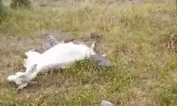 Bergama'daki keçilerin gizemli ölümü