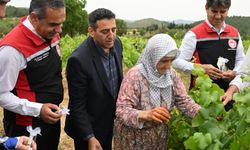 İzmir’de kahverengi kokarca’ya biyolojik savaş açıldı